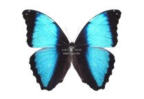 MORPHO DAIDAMIA